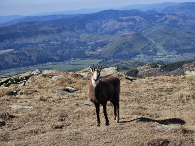 penkroff - I taka pannica co nawet się mojej brzydkiej mordy nie wystraszyła