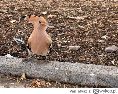 Pan_Mysz - Fajne są