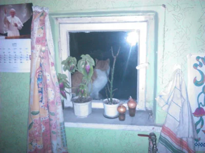 Predator569 - #pokazkota #koty #kot #kitku 16.02.2014