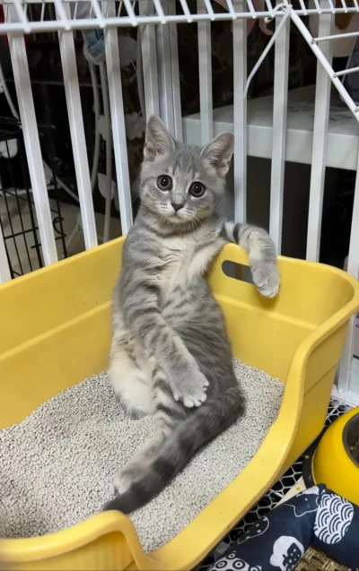 tomwick55 - #koty #kitku #zwierzaczki #kot