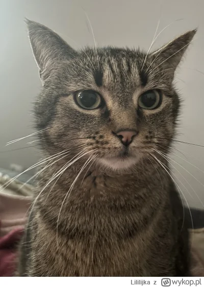Lililijka - Sobota, więc wiadomo czyj dzień ( ͡° ͜ʖ ͡°) #lilikotki #pokazkota #koty #...