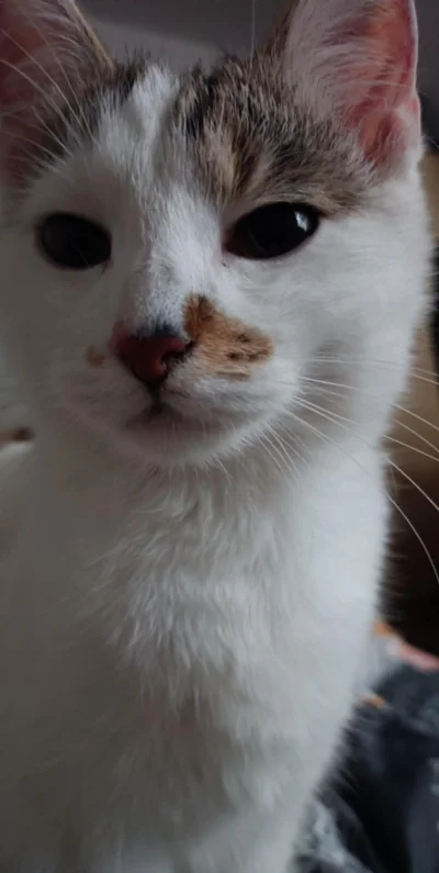 pxrxk - #pokazkota szef