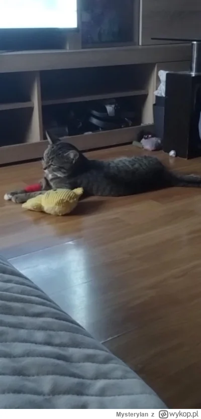 Mysterylan - #pokazkota #weterynaria Moja październikowa adopcja własnie wrociła z Ka...