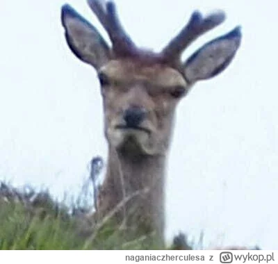 naganiaczherculesa - #mecz