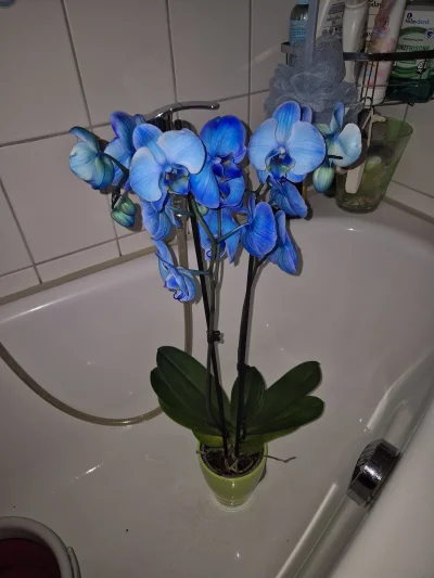Lujdziarski - #orchidea Ładny, ale cena 20 euro boli xD #kwiaty