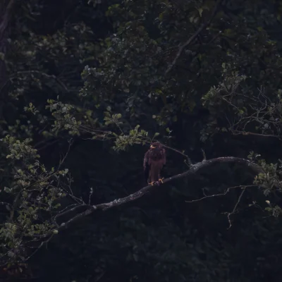 LoopyMajestic - #fotografia #nikon #chwalesie #tworczoscwlasna #ptaszkowpis #pokazpta...