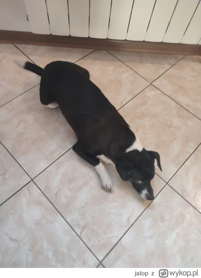 jalop - Mój pies obserwuje mnie jednym okiem, abym czasami sobie nie poszedł gdzieś b...