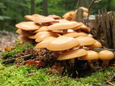 Monsanto93 - #grzyby