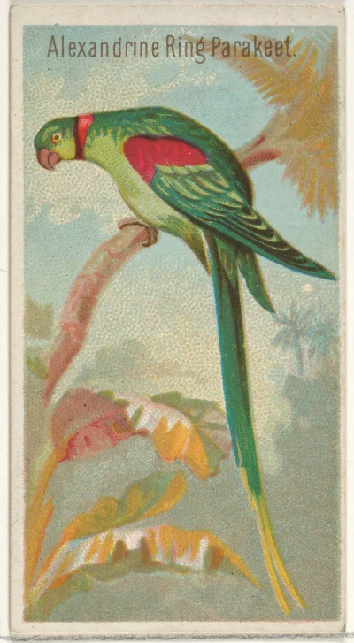 Loskamilos1 - Ptaszek numer dwa to zielono ubarwiona papużka z południowo-wschodniej ...