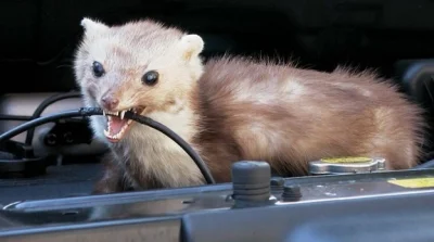 Vampirr - @Tymariel: mam taki głupi pomysł, kupie taką wypchaną kunę i jak bedę na ja...