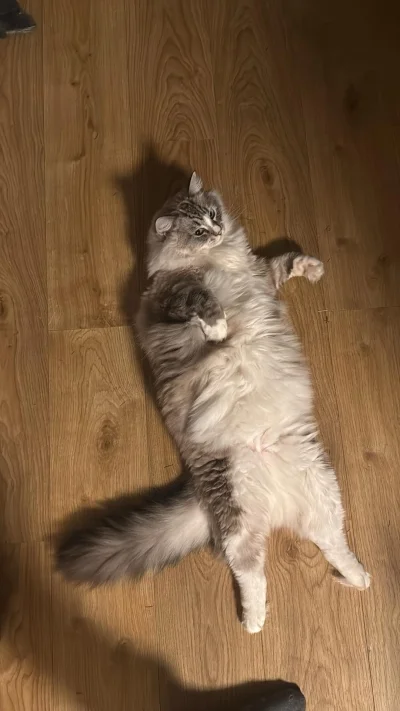 Rabusek - Mirki czy to pułapka