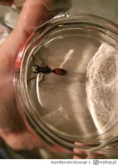 fizykWysokichEnergii - Halo, jest wśród Mirków jakiś spec od #etymologia ? Taka #vesp...