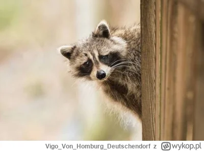 VigoVonHomburg_Deutschendorf - Jejciu, to dopiero poniedziałek ( ͡° ʖ̯ ͡°)
#szopeknad...