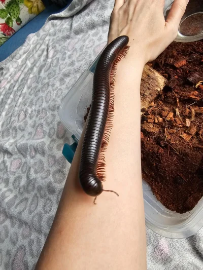 fishery - #smiesznypiesek #terrarystyka
Poznajcie Stefana, nowe zwierzaka Różowej.
St...