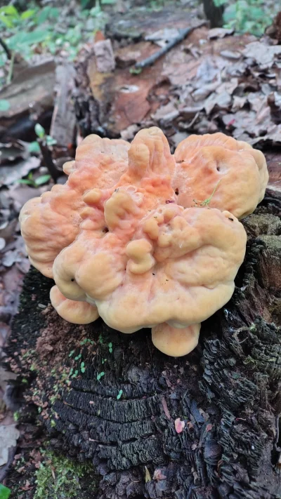 zwyrodnienie-stawu-odbytokolanowego - ale urus dzielnie