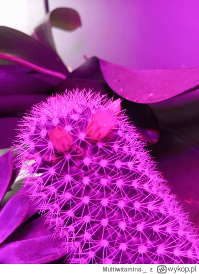 Multiwitamina-_ - Mam tego kaktusa pół życia, właściwie to szczepka szczepki szczepki...