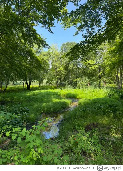 R2D2zSosnowca - Jest i ono! #bagienko lipcowe #r2d2zwiedza #natura