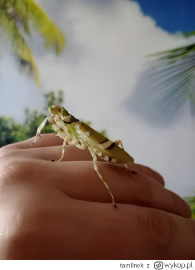 tamlinek - @asdfghjkl: