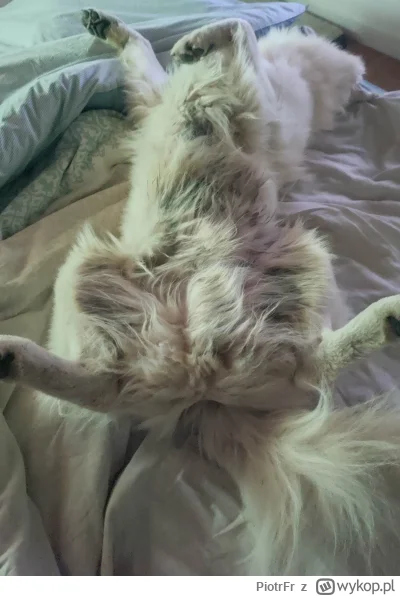 PiotrFr - Pies mi się zepsuł ( ͡° ͜ʖ ͡°)

#psy #smiesznypiesek