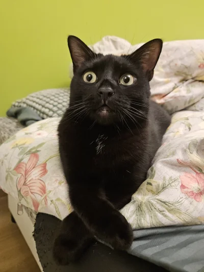 RicoElectrico - Jak założyła łapki
#pokazkota