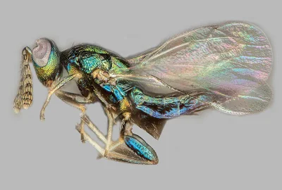 Lifelike - Kilka interesujących przykładów manipulacji owadami przez pasożyty #biolog...