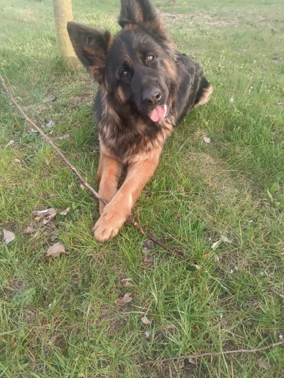 NaPagonieGwiazdkiTrzy - #przegryw #pokazpsa #smiesznypiesek #zwierzaczki