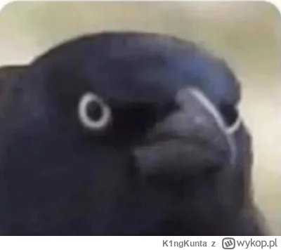 K1ngKunta - @Corvus_Frugilagus