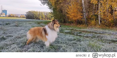 arecki - #pokazpsa Zdjęcie które udało mi się zrobić na jesieni