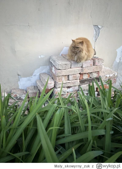 Malyskowyrnyzuk - #koteczkizprzypadku #koty #wiejskiezycie #wiejskikot 
Slodziaczek r...