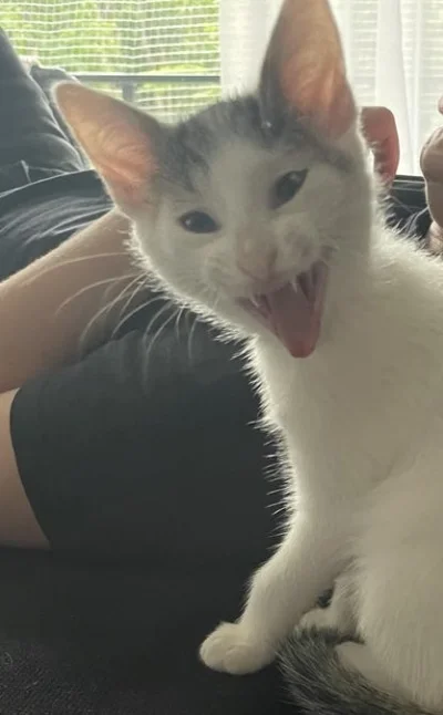 GBpromo - Kotku się ziewnęło, słodziak 
#pokazkota