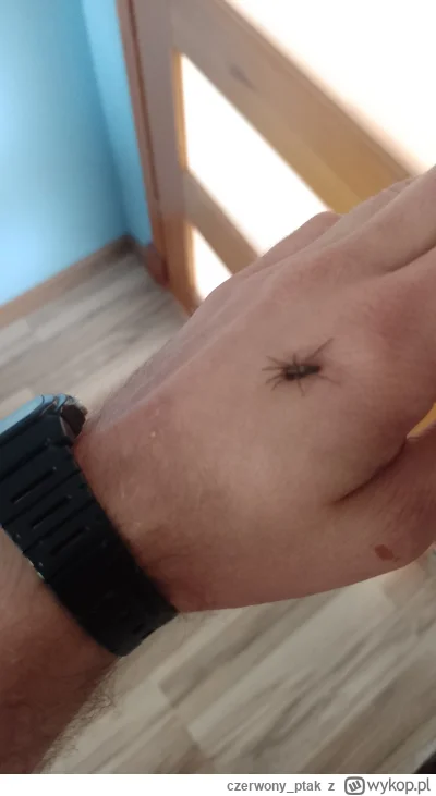 czerwony_ptak - Jakiś czas temu zacząłem się zastanawiać nad pająkami i strachem u lu...