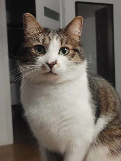 brzydkiharry - #pokazkota fryt