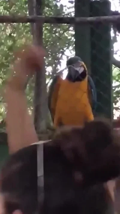 jestemtakizmeczony - Papug czekający na bass drop to mistrzostwo świata (✌ ゚ ∀ ゚)☞
#h...