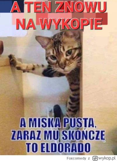 Foxcomedy - #pokazkota #dziwnekotki #kitku #koty #smiesznekotki #heheszki