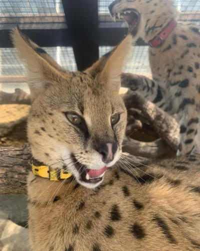 frugASS - @PorzeczkowySok: