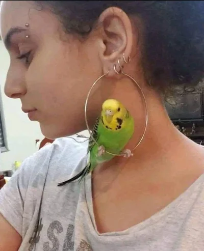 Miteora - #zwierzaczki #bizuteria #humorobrazkowy #kolczyki #papugi