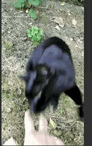 r.....7 - czarnuch drapieżnik #kot