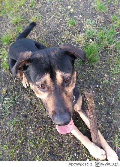 Typowygosc - @pir91 miałem identycznego z takimi samymi zaburzeniami, skończyło się w...