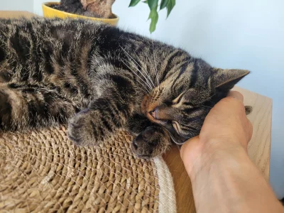 klefonafide - Kochacie swoje kotki?

#koty #pokazkota