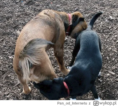 PanodInternetu - @EvilToy: