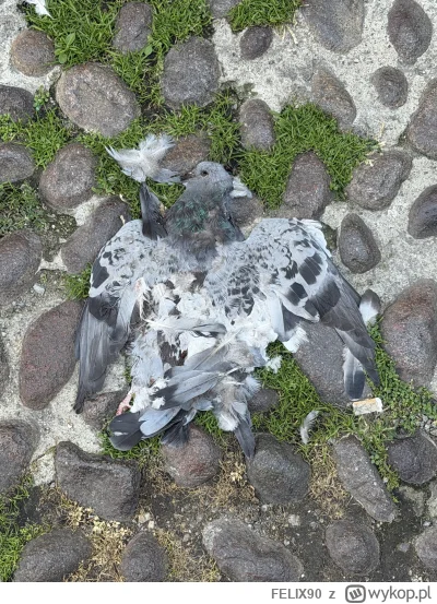 FELIX90 - #polska #heheszki