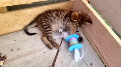 Lujdziarski - #pokazkota #dziarskikacperek o osesek bawi się