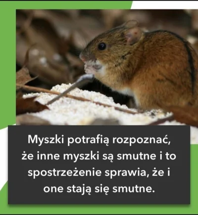 pieselek7q7q717 - Szare myszki są słodkie....

#szaramyszka #samotnosc #zwiazki