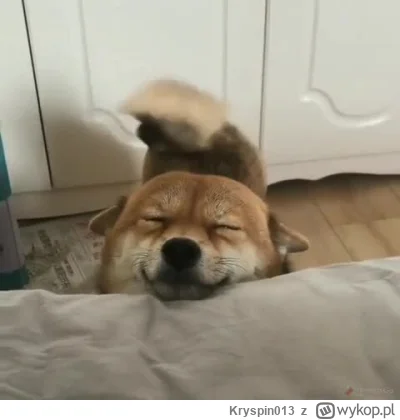 Kryspin013 - #psiarze