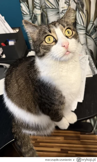 maczupikczunianin - Zezulek ( ͡º ͜ʖ͡º) #pokazkota #koty