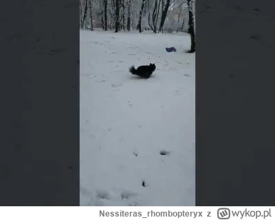 Nessiteras_rhombopteryx - Śnieg czy nie, frisbee musi być. Nie ma że boli!
#pokazpsa