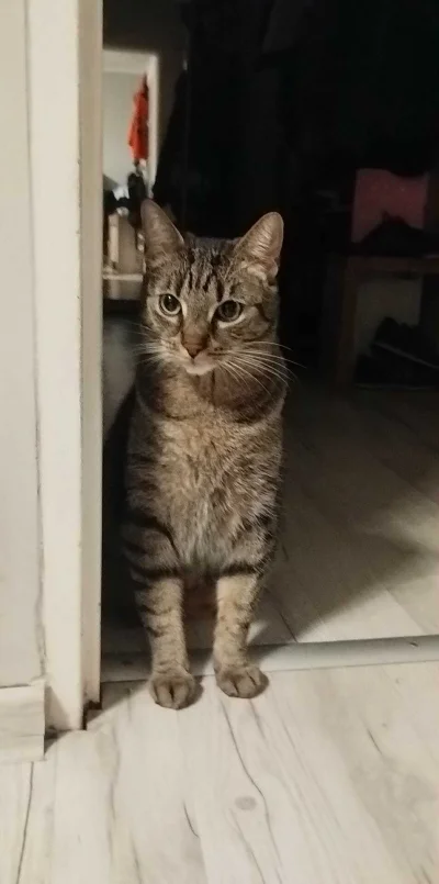 PannaBezSpiny - Bobuś pozdrawia z przedpokoju wszystkich wychodzących do pracy. 
Miłe...