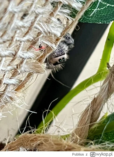 Publius - @Apaturia Muszę spytać mojej Wiesi co tam jej się dzisiaj snilo