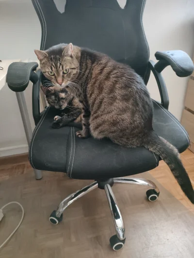 Kotouak - #gangkociakow #pokazkota
Dobra, anektujemy fotel z kółkami
SPOILER