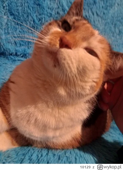 10129 - @toitakniemaznaczenia 
A przystojny kawaler nie szuka żony?